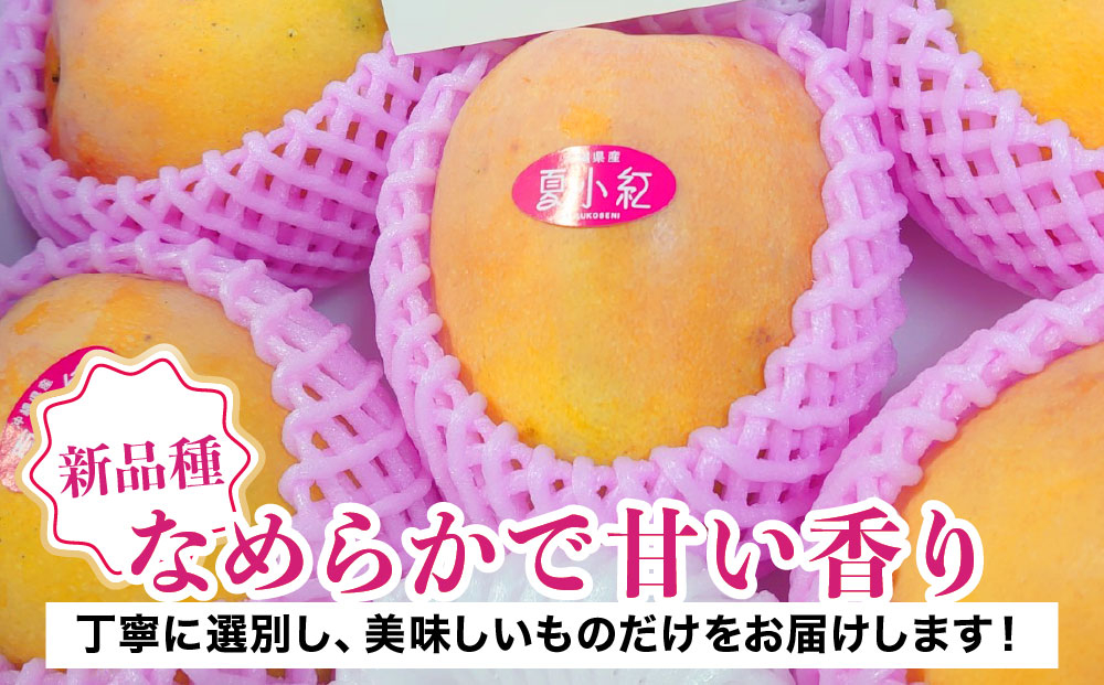 2026年 先行予約 マンゴー 夏小紅 約1kg 2～3玉 ますみ農園 甘味 スッキリ 果物 フルーツ