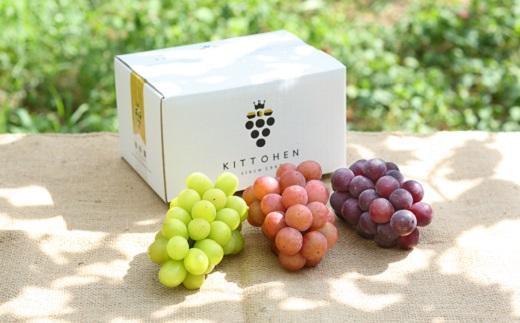 【2025年発送】シャインマスカット＋お任せぶどう 1.5kg（2～3房）