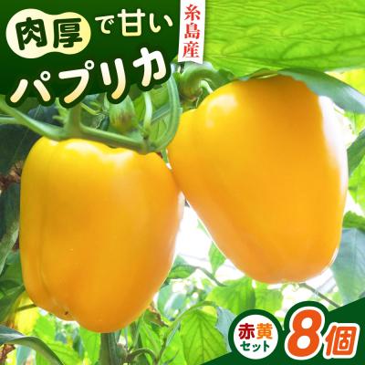 ふるさと納税 糸島市 糸島産 肉厚 パプリカ 8個 福岡県 糸島市 / シーブ [AHC031]