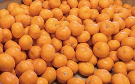 こだわりの和歌山県産 有田みかん 5kg（S～Lサイズ） ひとつひとつ手選別で厳選！生産者から直送 【2025年11月中旬～翌年1月中旬頃に順次発送分】 みかん ミカン 蜜柑 有田みかん 柑橘 果物 