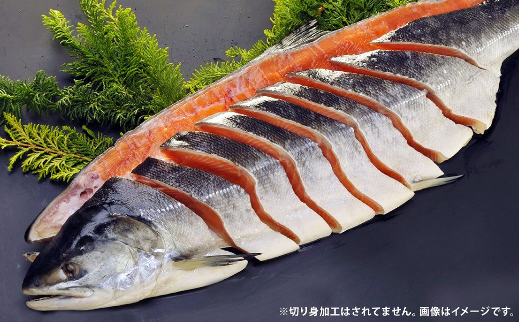 【 7営業日程度で発送 】 定置網漁法 【 道東産 】 船上活〆トキシラズ 2枚卸姿身 2kg 甘塩 時鮭 鮭 さけ サケ シャケ 魚 魚類 魚介 魚介類 おつまみ おかず お惣菜 惣菜 酒の肴 姿身 海鮮 冷凍