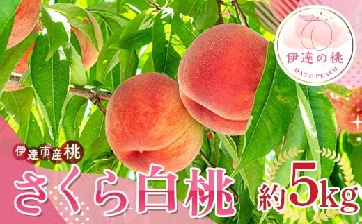 【2026年出荷分先行予約】<冷蔵配送>福島県産 さくら白桃 約5kg (9～18玉) サトー農園 大玉 固め 白桃 伊達の桃 桃 フルーツ 果物 もも モモ momo F21C-250