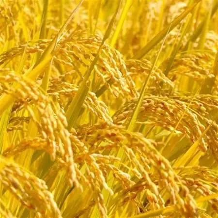 国際大会受賞歴有!【令和7年産】こぴっと米【農林48号】玄米・10kg　特別栽培米【配送不可地域：離島】【1652047】