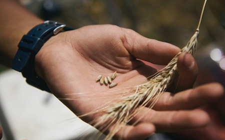 薪窯パン 有機ライ麦 2個 【 農家パン VERUM 】 ／ パン ぱん ブレッド ベーカリー 古代小麦 薪窯 薪窯焼き 薪窯焼 石窯パン 石窯 卵不使用 乳製品不使用 乳不使用 自家製発酵種 国産 