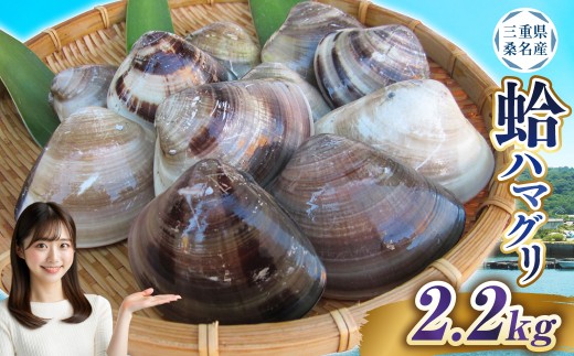 【指定日必須】 丸元水産 桑名産蛤 （ハマグリ） 2.2kg はまぐり ハマグリ 蛤 天然 活 砂抜き済 肉厚 BBQ キャンプ 網焼き 魚介 貝 魚貝 活はまぐり 焼きはま 海鮮 網焼き 酒蒸し お吸い物 パエリア パスタ 桑名 日にち指定 【2025年9月下旬から2026年6月下旬発送予定】
