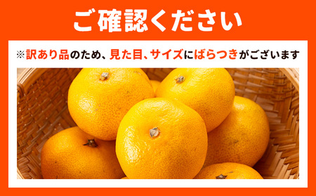 【先行予約】訳あり みかん 極早生みかん 豊福 5kg