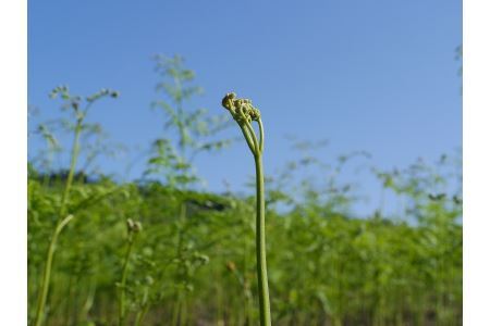 【先行予約】採れたて山菜セット　生わらび（1kg×1束）+　季節の山菜2～3品　限定50