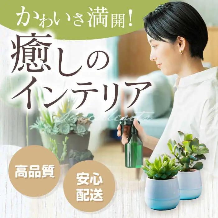 多肉植物 苗 35個セット / インテリア 多肉植物[AFAT009]