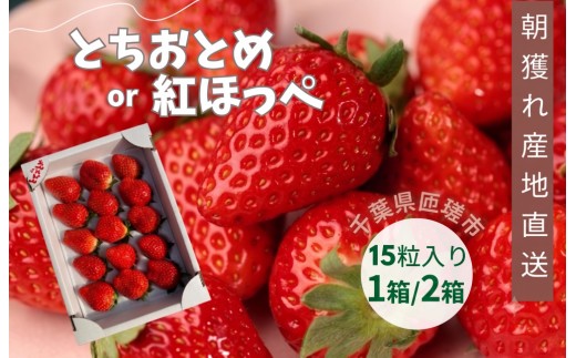 
                  産地直送　匝瑳市産いちご　15粒入り×1箱or2箱 ／ いちご 苺 イチゴ ストロベリー とちおとめ 紅ほっぺ 果物 フルーツ 産地直送
                
