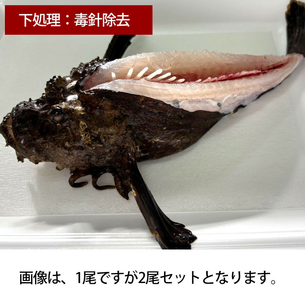 【ふるさと納税】【処理方法選択可】【先行予約】活き締めオコゼ2尾セット（2人前）ポン酢付き 虎魚 おこぜ 薄造り 唐揚げ