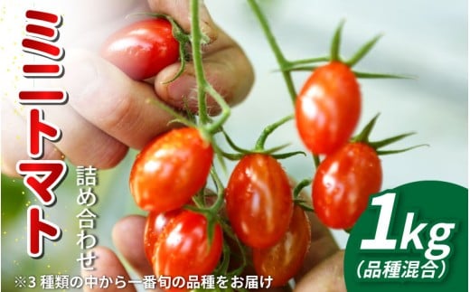 【先行予約】 トマト ミニトマト 1kg フランティーノ アマイマリー チコ 野菜 やさい トマト ジュース パスタ スパゲティー ソース サラダ ドレッシング サンドイッチ ハンバーガー ピザ カレー お取り寄せ グルメ 送料無料 徳島県 阿波市 ヴェリタス株式会社