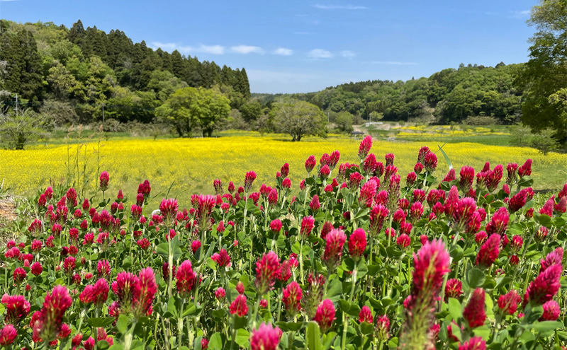 市原みつばち牧場天然はちみつ３本セット【百花蜜】