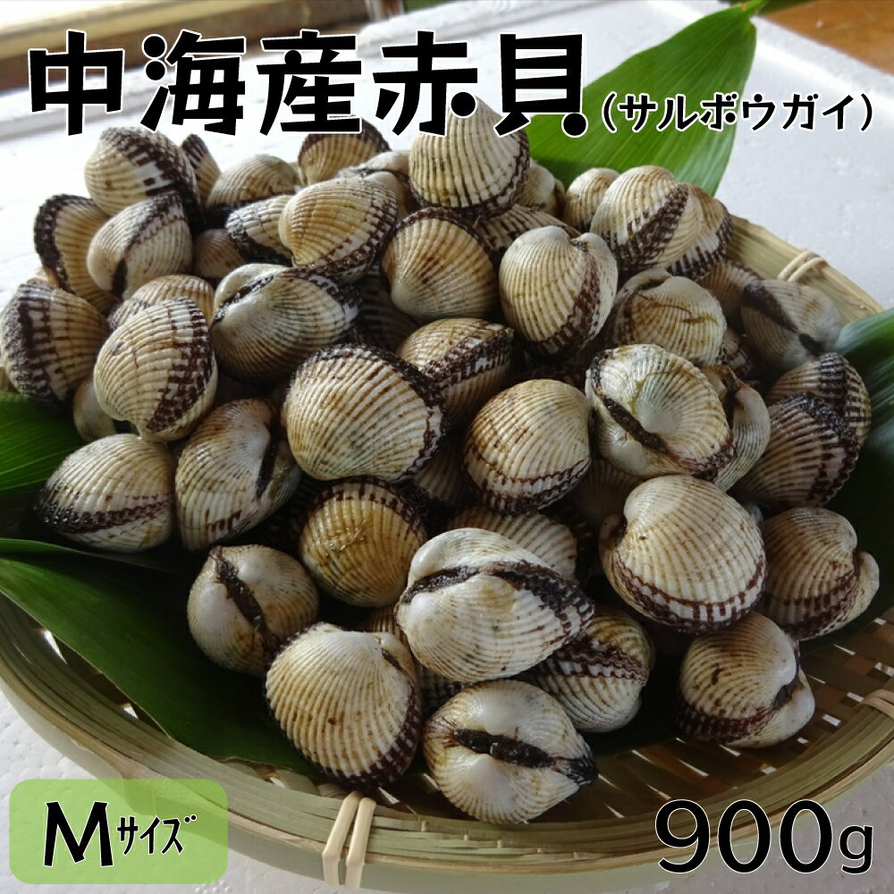 【ふるさと納税】中海 産 赤貝 （ サルボウガイ ）Mサイズ 900g ／ 赤貝 中海産 貝 ぷりぷり 濃厚 料理 おつまみ 調理しやすい 養殖 おいしい おすすめ 送料無料 島根県 安来市