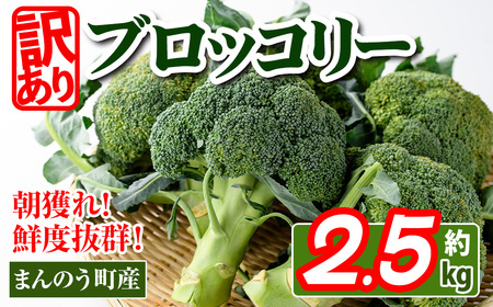 ＜先行予約！2025年2月上旬以降順次発送予定＞＜訳あり＞ 香川県産 ブロッコリー 訳あり (約2.5kg)   まんのう町 特産品 香川県 生もの 国産 鮮度抜群 野菜 産地直送 新鮮 冷蔵便【man058・man108】【Aglio nero】