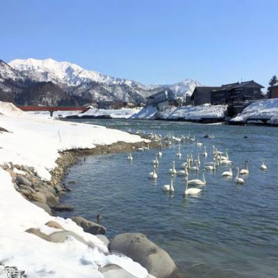 ふるさと納税 三条市 有機JAS認証 新潟県しただ産コシヒカリ5kg 白米 こしひかり 令和7年産【016S038】 |  | 03