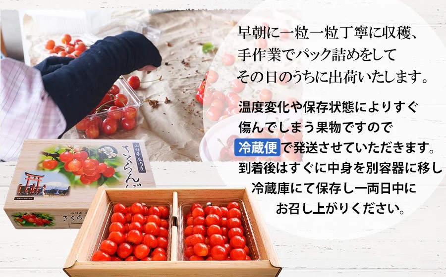 【令和7年産先行予約】佐藤錦 2L～Lサイズ混合 バラ詰め 1kg　小林農園 さくらん坊