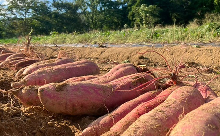 まるたき工房の干し芋【シルクスイート】100g　おいも スイーツ ほしいも さつまいも おやつ お菓子 和菓子 和スイーツ