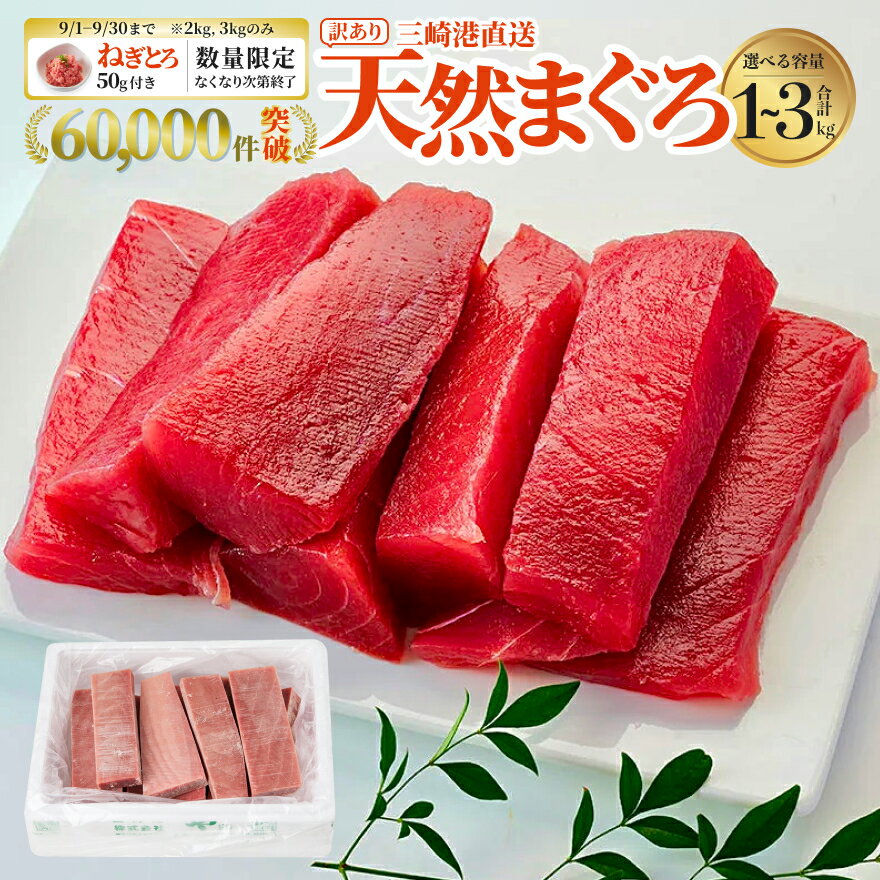 三崎の天然鮪3kg これを選べば間違いなし！とにかくたくさん食べたい人に