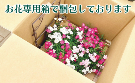 お花 ウェルカムレンゲローズ 四季咲き ミニ バラ ギフト プレゼント 癒やし フラワーインテリア ガーデニング [4565553]