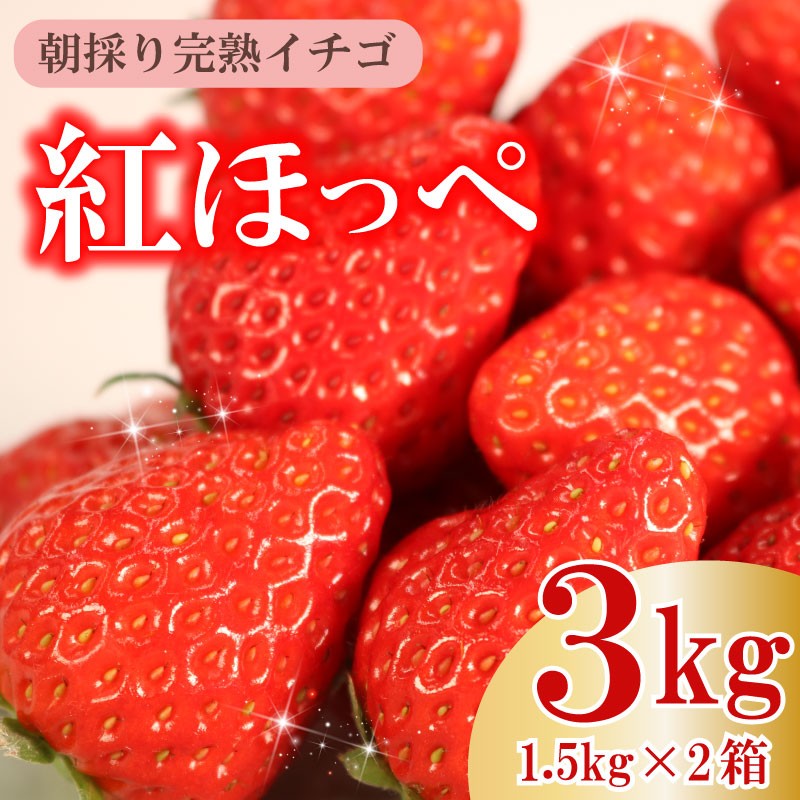 
            【令和8年1～3月発送】 朝摘み 紅ほっぺ 3kg セット 果物 いちご イチゴ 苺 フルーツ くだもの スイーツ デザート ストロベリー おやつ 完熟 直送 ギフト 家庭用 贈答用 贈答 ギフト 贈り物 甘い ブランド ジャム スムージー アレンジ フルーツサンド フルーツ大福 いちご大福 健康 ビタミン 農家直送 朝採れ ベリー 産地直送 国産 おすすめ イチゴイチエ石神農園 静岡県 牧之原市
          