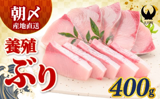 ぶり 400g 養殖 冷蔵 刺身 ブリ 鰤 お刺身 たたき 照り焼き ぶり大根 ぶりしゃぶ ブリトロ 生食 海鮮丼 海鮮 旬 ブロック フィレ ギフト 国産 贈答用 人気 サンライズファーム さしみ 鍋 丼 寿司 カルパッチョ 新鮮 年末 正月 贈答 お歳暮 高知 高知県 大月町