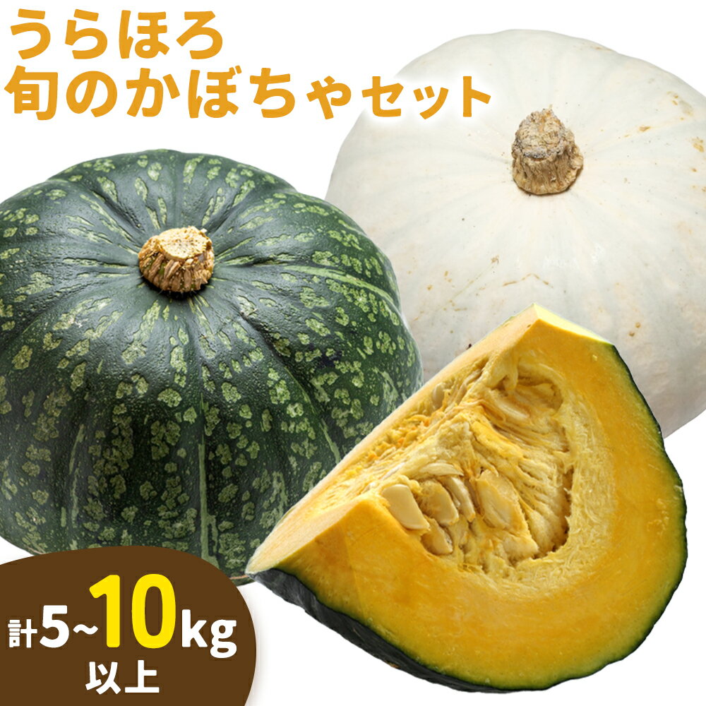 【ふるさと納税】かぼちゃ 選べる 計5kg 計10kg 九重栗かぼちゃ 白い九重栗かぼちゃ おかだ農園 《2026年9月中旬-11月上旬より順次出荷》北海道 浦幌町 安心安全こだわりの栽培 産地直送 南瓜 カボチャ 旬 北海道産 浦幌町産