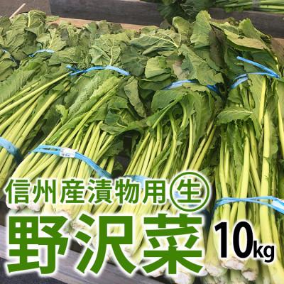 ふるさと納税 長野県 信州産 漬物用生の野沢菜 約10kg