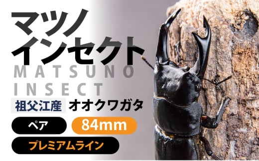 マツノインセクト 祖父江産 オオクワガタ 84mm ペア プレミアムライン 国産 祖父江 ブリーダー 松野 送料無料 愛知県 豊橋市