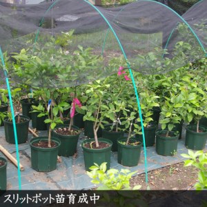 訳あり＜すだ農園＞3年生 苗木◇柑橘類 キンカン(金柑)[スリットポット苗 2021年]　※北海道、沖縄、離島への配送不可