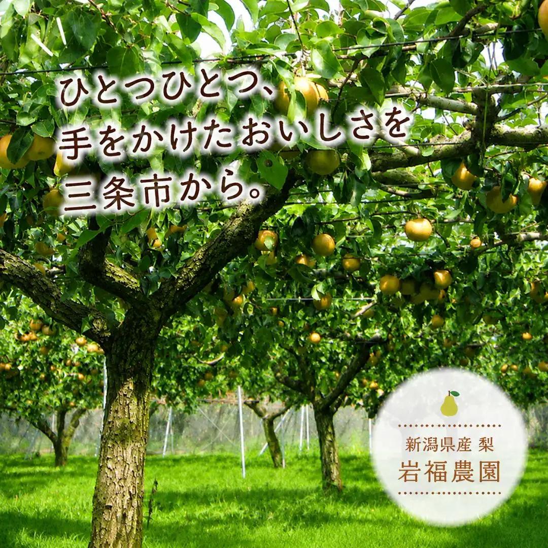 先行予約 和梨 二十世紀 自家用 5kg [9月中旬~順次発送予定] 新潟県産 二十世紀 訳アリ 二十世紀 [岩福農園] 