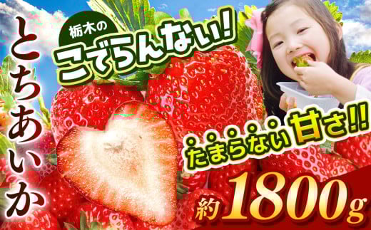 栃木のこでらんないイチゴ（とちあいか）約300g×6｜とちあいか イチゴ いちご 高糖度 酸味が少ない 完熟 甘味が強い 栃木県 日本一