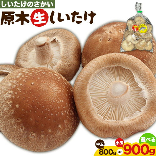 【ふるさと納税】阿蘇・産山村産 原木生しいたけ 選べる 小玉 900g(150g×6袋) 中玉 800g (200g×4袋) 椎茸 しいたけ 生しいたけ しいたけのさかい 《6月中旬-11月下旬頃出荷予定》原木生しいたけ 贈答 ギフト お中元 お歳暮 熊本 阿蘇 産山村 送料無料 無農薬