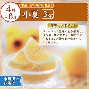 【定期便2回】土佐文旦 小夏 の柑橘フルーツ12