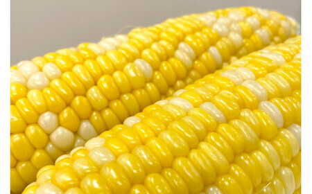 【先行予約】とうもろこし ドルチェドリーム 10本 [マルヨシ園芸 山梨県 中央市 21470552] 朝採り 新鮮 期間限定 トウモロコシ 甘い ジューシー 野菜 農家直送 【2026年6月下旬～7