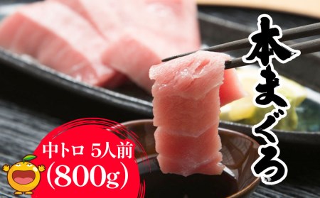 本まぐろ お刺身用 中トロ5人前(800g) 鮪 海鮮丼 刺し身 刺身 盛り合わせ 冷凍 魚の刺身 大分県産 九州産 津久見市 国産【tsu0003011】