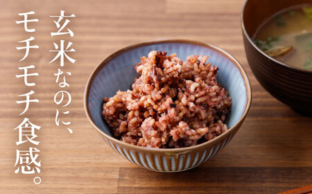 先行予約 パックご飯 玄米 125g×7食 [CGV0001] 米