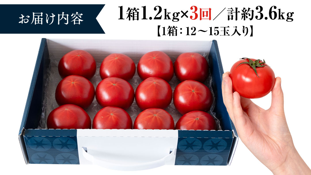 糖度9度以上 トマト 【 2025年収穫分 先行予約 】【定期便】スーパーフルーツトマトてるて姫 中箱 約1.2kg×1箱×3回 お届け！ 糖度9度以上 フルーツトマト トマト 2025年2月上旬発送