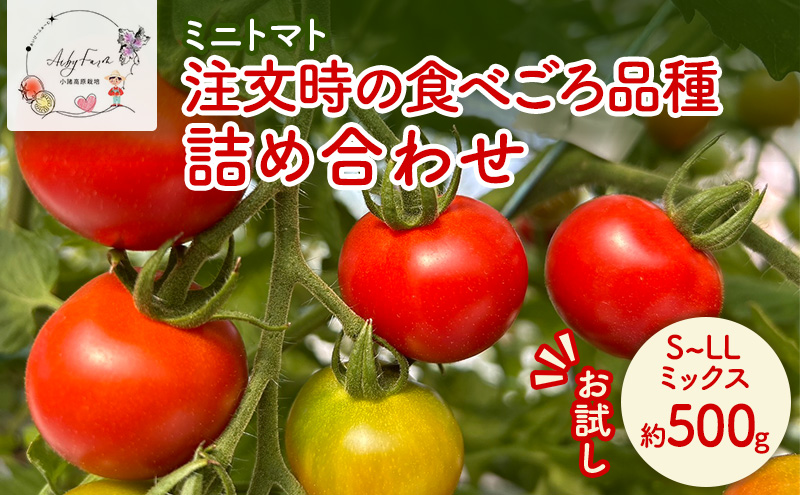 【お試し】 ミニトマト 約500g 注文時の食べごろ品種詰め合