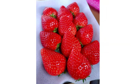 【3ヶ月定期便】栃木県芳賀町産いちご とちあいか290g(7～12粒)×2トレイ | 果物 フルーツ いちご 苺 イチゴ とちあいか ブランド 期間限定 季節限定 旬 国産 ※2026年1月上旬～4月