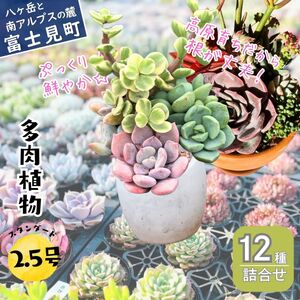 八ヶ岳育ち 多肉植物 スタンダードコレクション ラベル付き おまかせ詰合せ 2.5号 12鉢 インテリア多肉植物 おしゃれ多肉植物 ギフト多肉植物 高冷地多肉植物