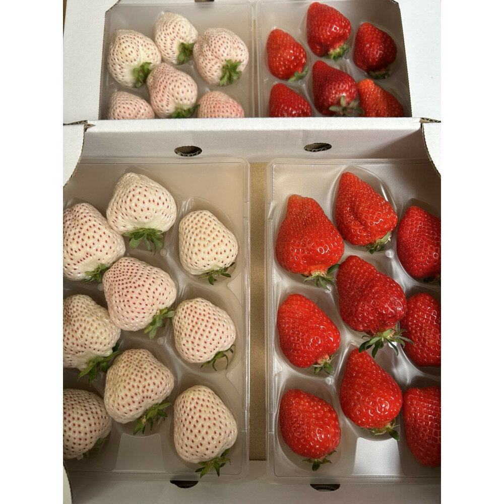 【ふるさと納税】あまおうと天使のいちご紅白セット1000g　福岡市志賀島産