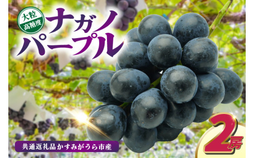 ナガノパープル2房　県内共通返礼品:かすみがうら市産 種なし 皮ごと 甘い フルーツ 果物 くだもの ぶどう ブドウ 葡萄 甘い 新鮮 季節限定  秋 期間限定 旬 旬の果物 季節の果物 茨城 (BR155)