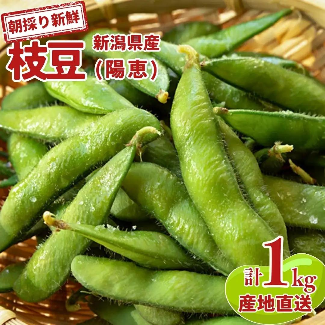 枝豆(陽恵)1kg 新潟県産 朝どり 枝豆