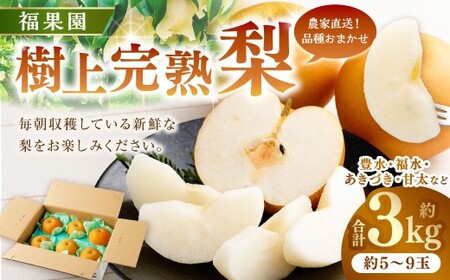 ≪先行受付≫ 福果園の樹上完熟梨 農家直送品種おまかせ（3kg程度）5～9玉 【2026年9月上旬-10月下旬発送予定】