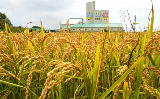 【定期便4ヶ月】令和6年産 ななつぼし 玄米5kg 計4回毎月お届け 発送月が選べる 特A 雪冷気 籾貯蔵 雪中米 北海道