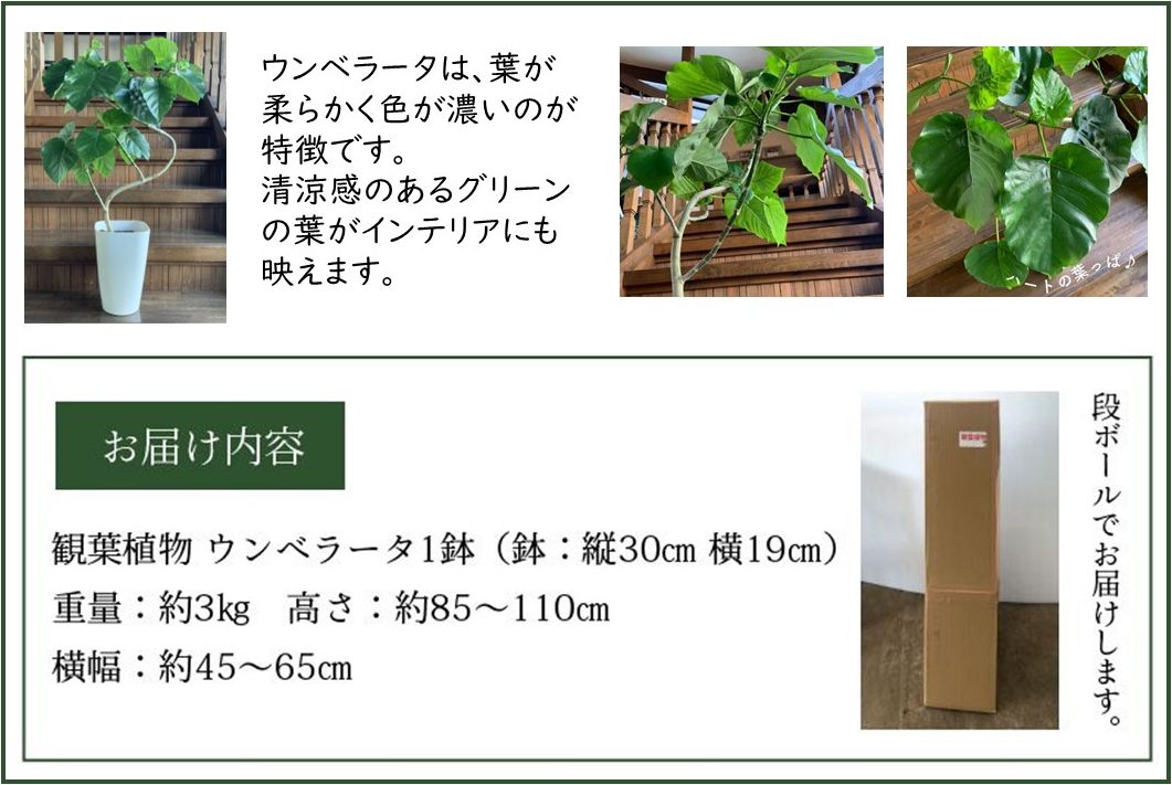 066-10 観葉植物 ウンベラータ8号サイズ1鉢