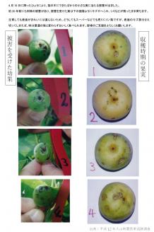 DS-21　わけあり梨（新甘泉・秋甘泉） 5kg