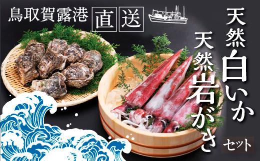 鳥取賀露港 天然白いか・天然岩がきセット【かねまさ・浜下商店】 312011_AZ003