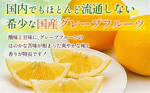 ★テレビで紹介された★ 数量限定 グレープフルーツ 月夜実 白 つくよみ 計4kg以上 期間限定 希少 完熟 果物 くだもの 柑橘 オリジナル ブランド 国産 食品 人気 おすすめ デザート スイーツ