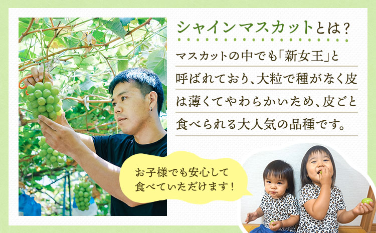【先行予約】 シャインマスカット 恋するシャインマスカット シャイン マスカット ぶどう 葡萄 種無し 種なし たねなし 2房 合計約1kg ギフト 国産 九州産 熊本県産 宇城市産 御舩果樹園【20